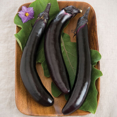 Eggplant, Asian