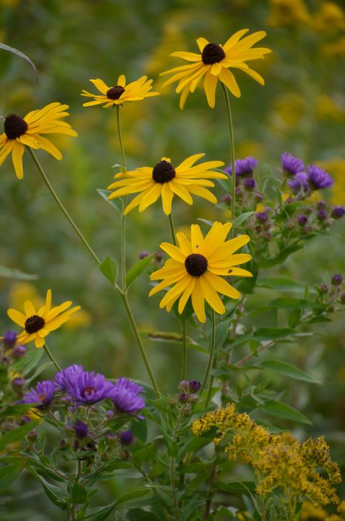Sweet Black Eyed Susan, Rudbekia subtomentosa