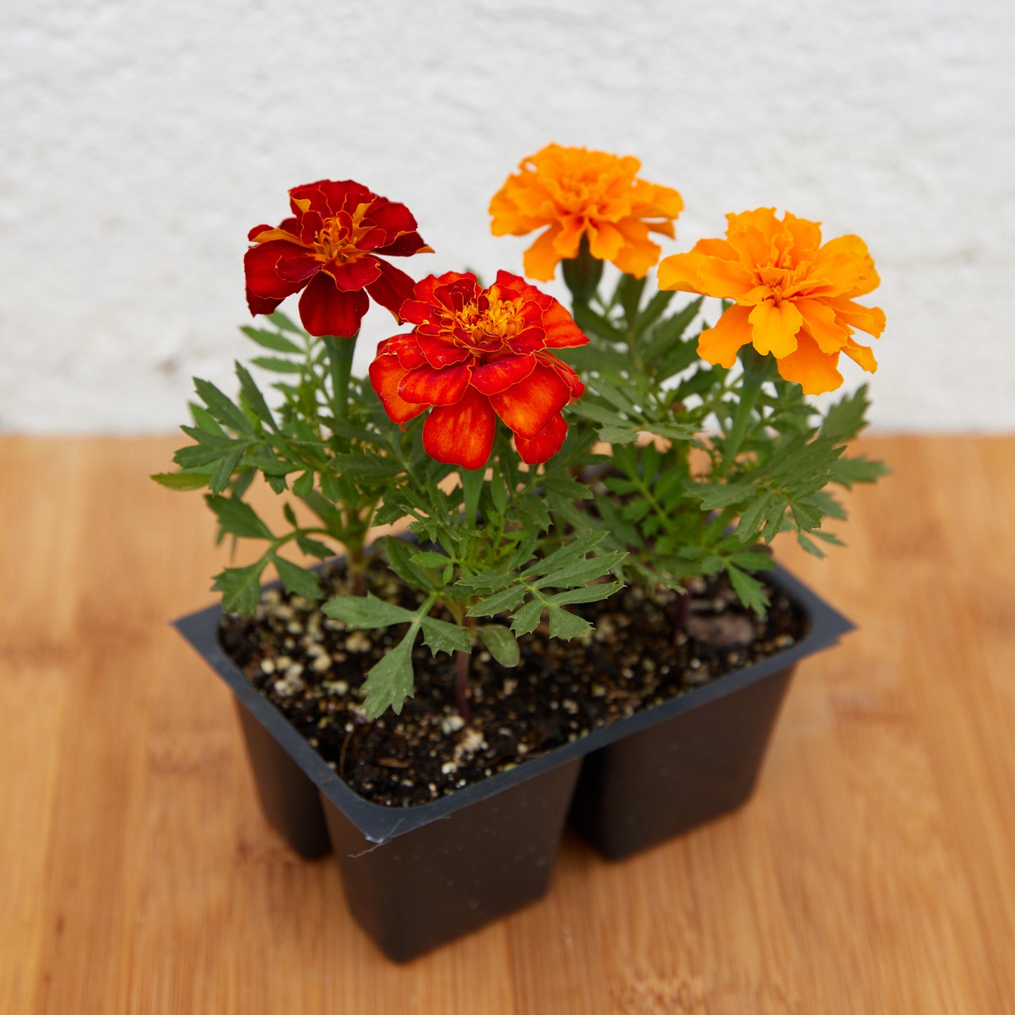 Marigold