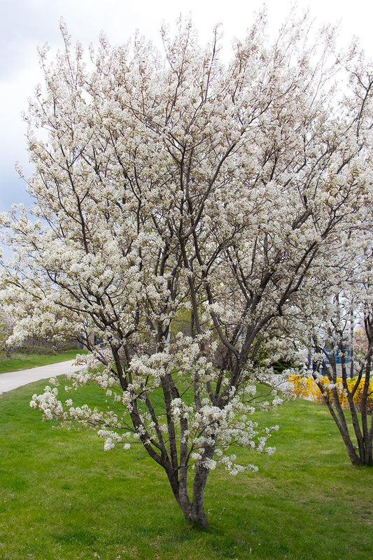 Allegheny Serviceberry, 3-gallon pot