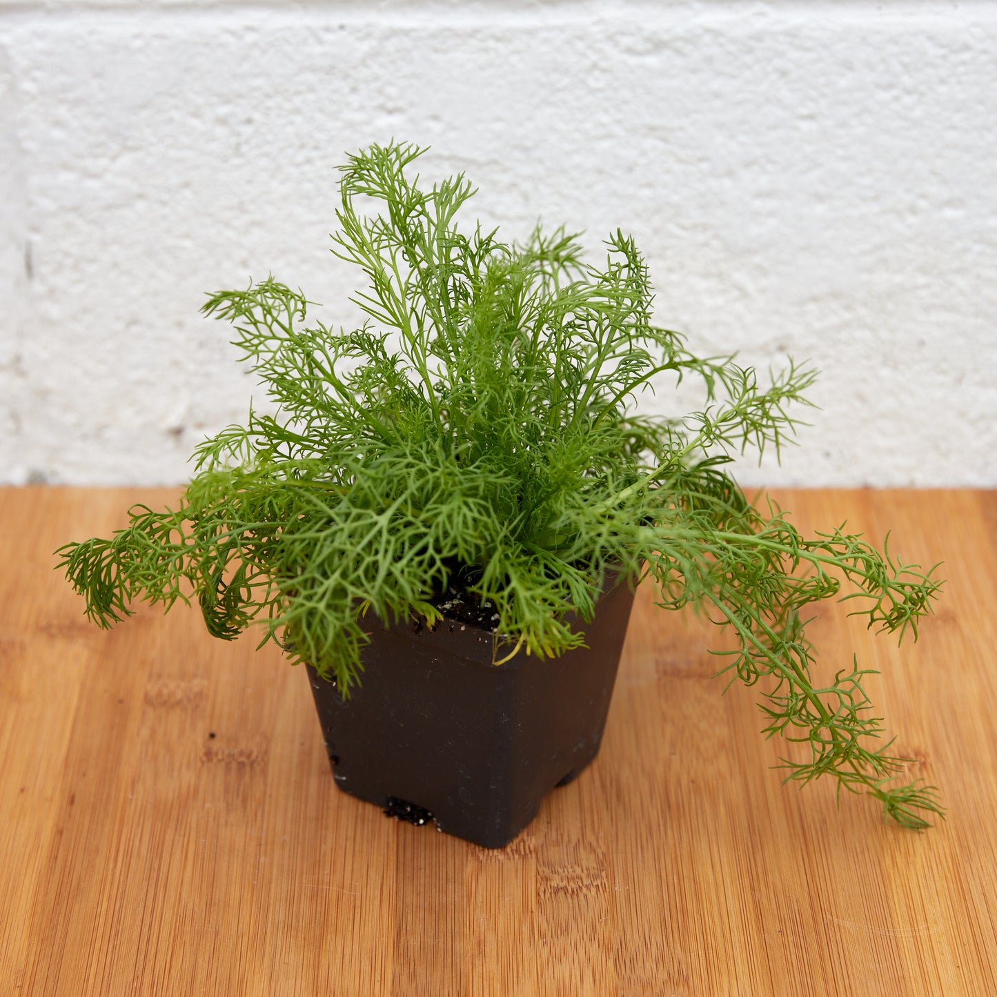 Chamomile, 3” pot