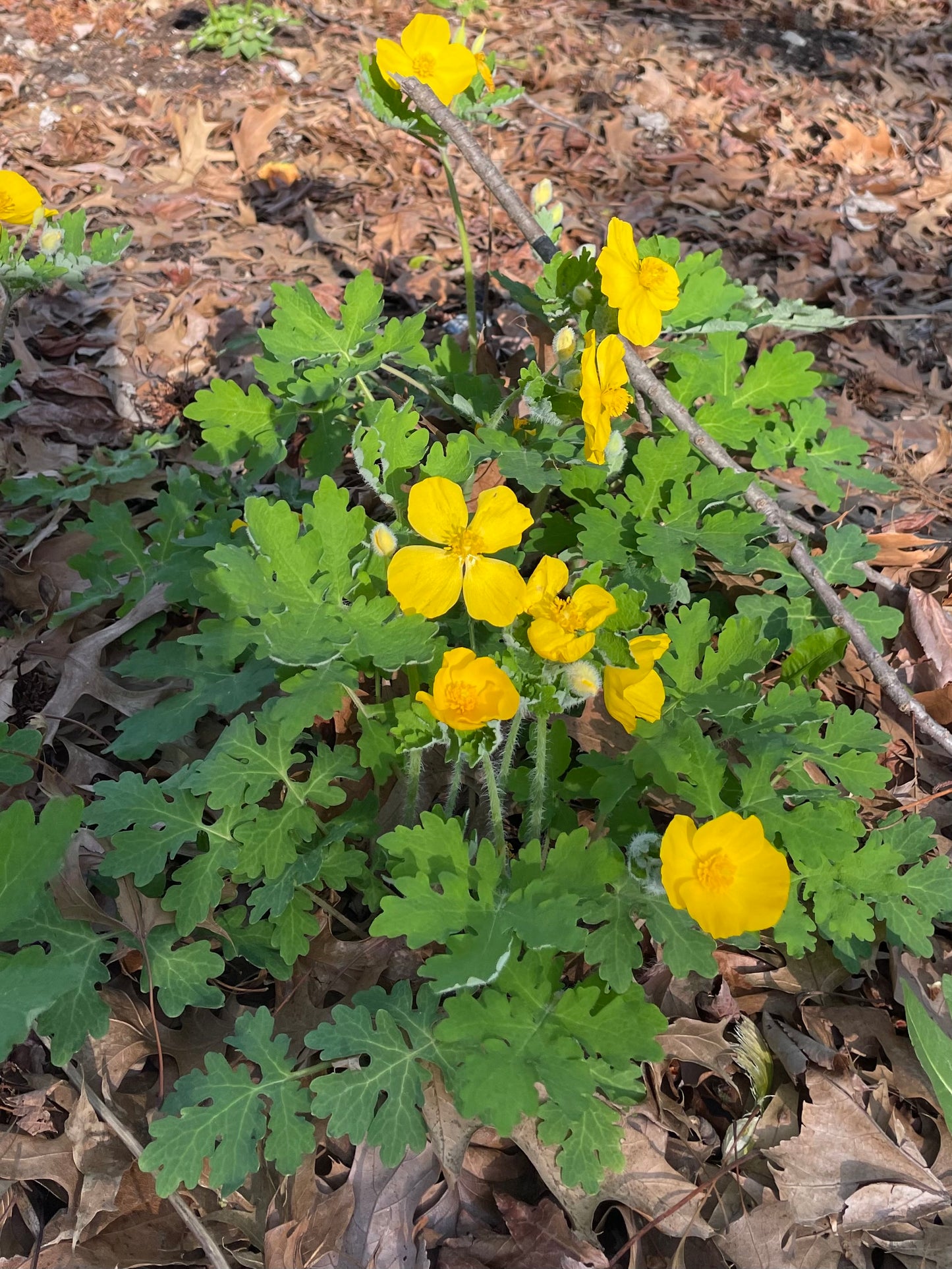 Celandine Poppy (Stylophorum diphyllum)