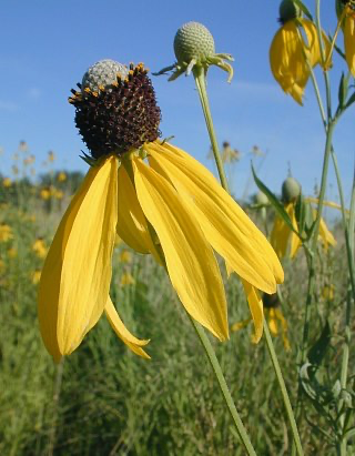 Yellow Coneflower (Ratibida Pinnata)