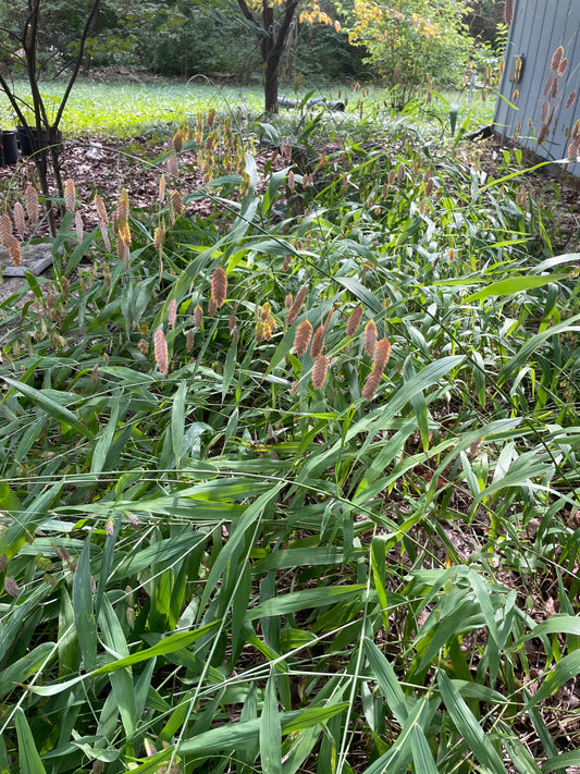 Northern Sea Oats (Chasmanthium Latifolium)