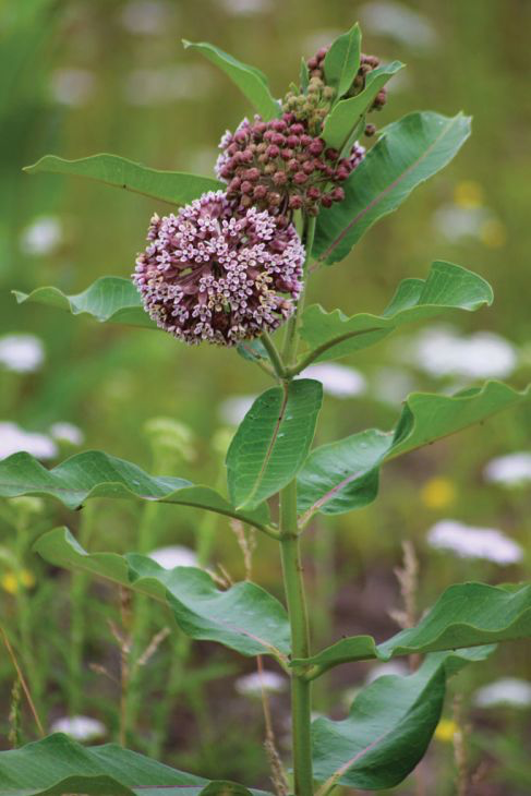 Common Milkweed (Asclepias Syriaca)