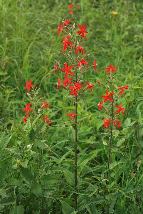 Royal Catchfly (Silene regia)