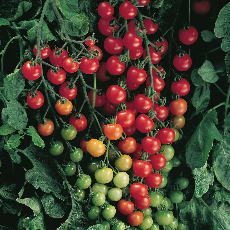 Cherry Tomato - Super Sweet 100, 4" pot
