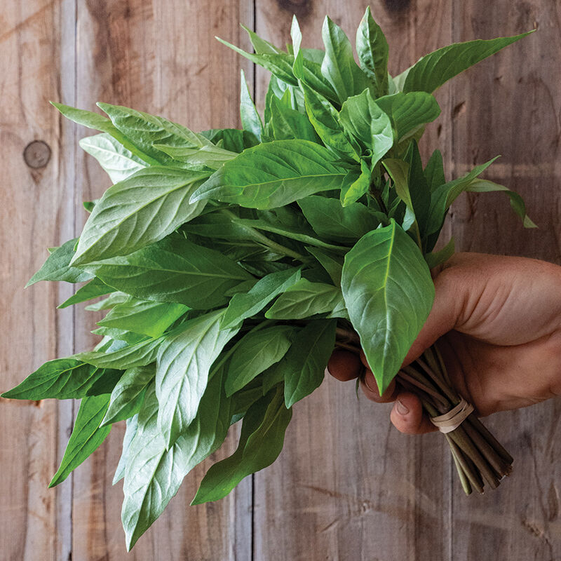Thai basil