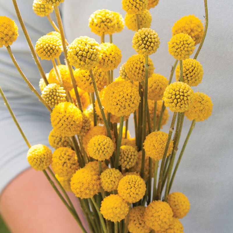 Craspedia “Drumstick Flower”