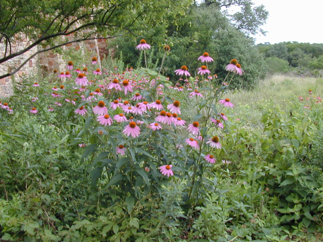Purple Coneflower (Echinacea Purpurea)