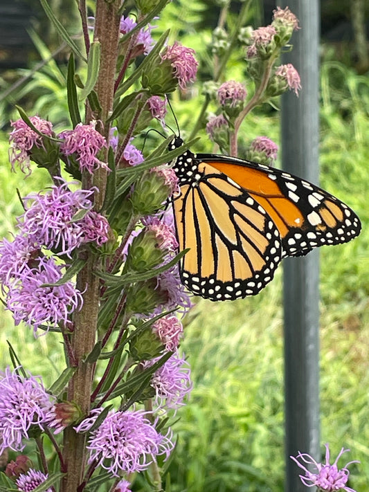 Rough Blazing Star (Liatris Aspera)