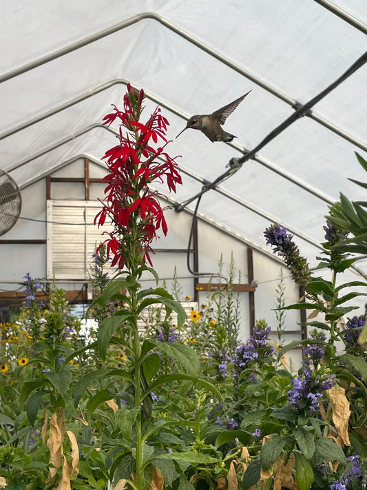 Native Plant - Cardinal Flower (Lobelia cardinalis)