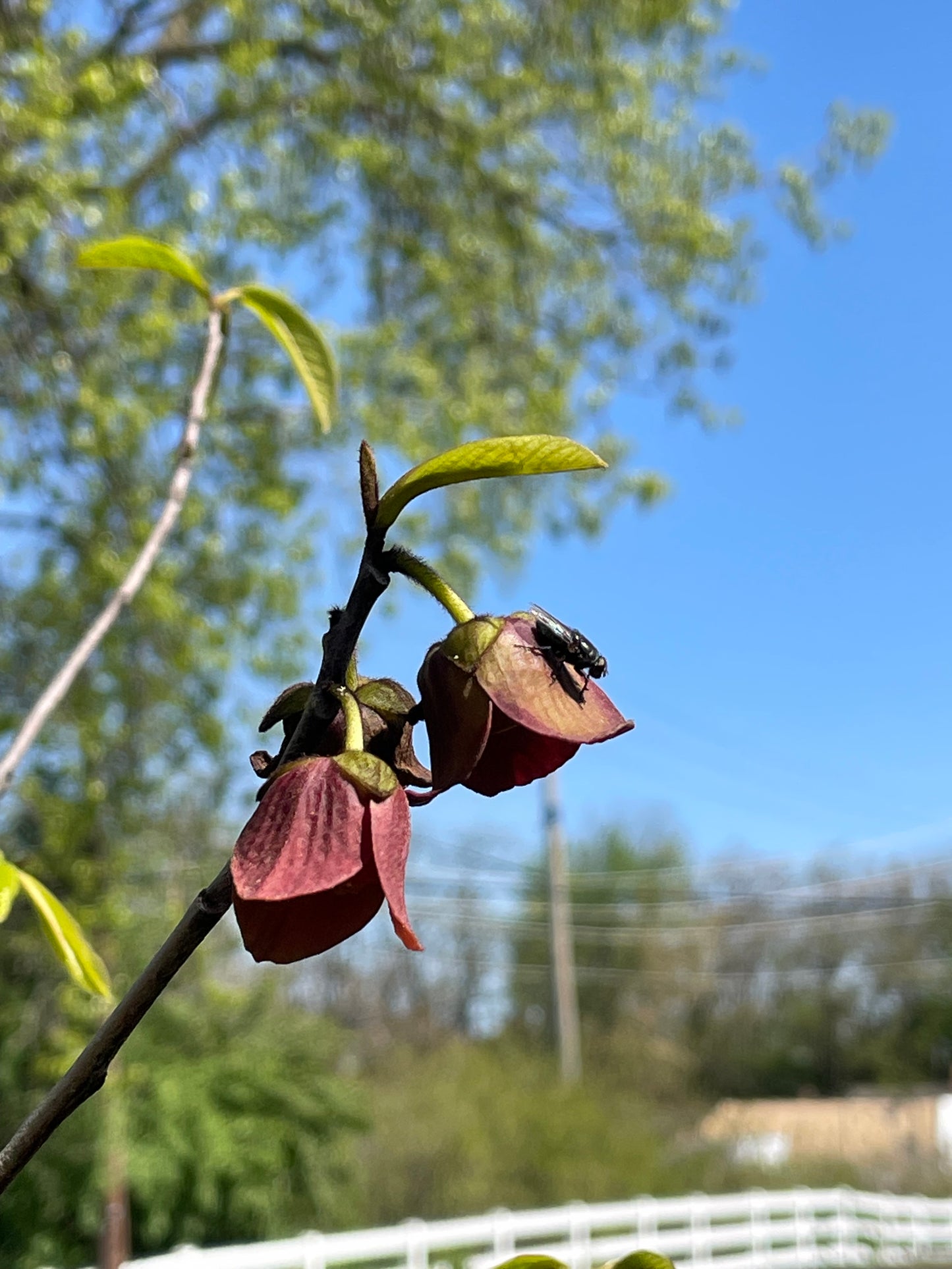 Paw Paw