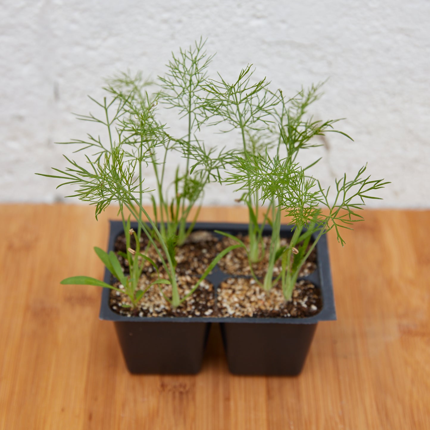 Fennel