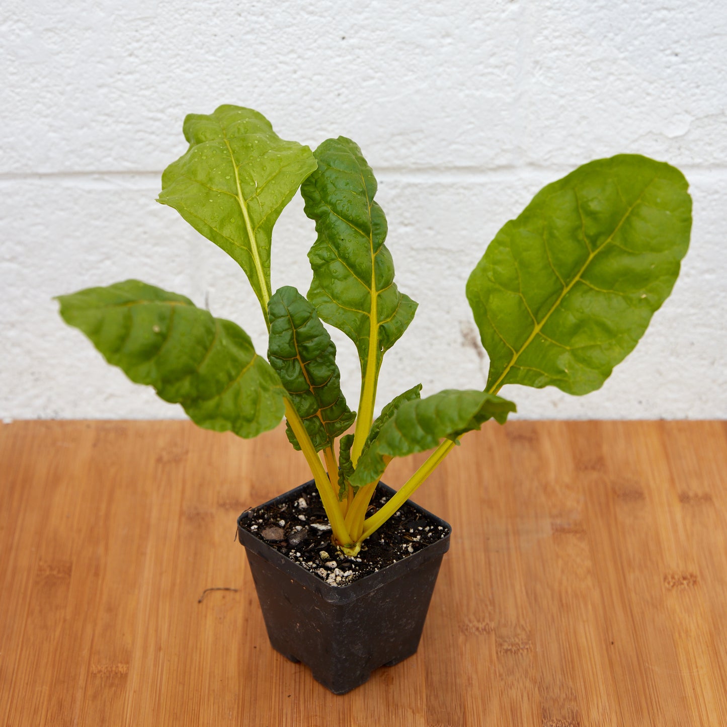 Chard
