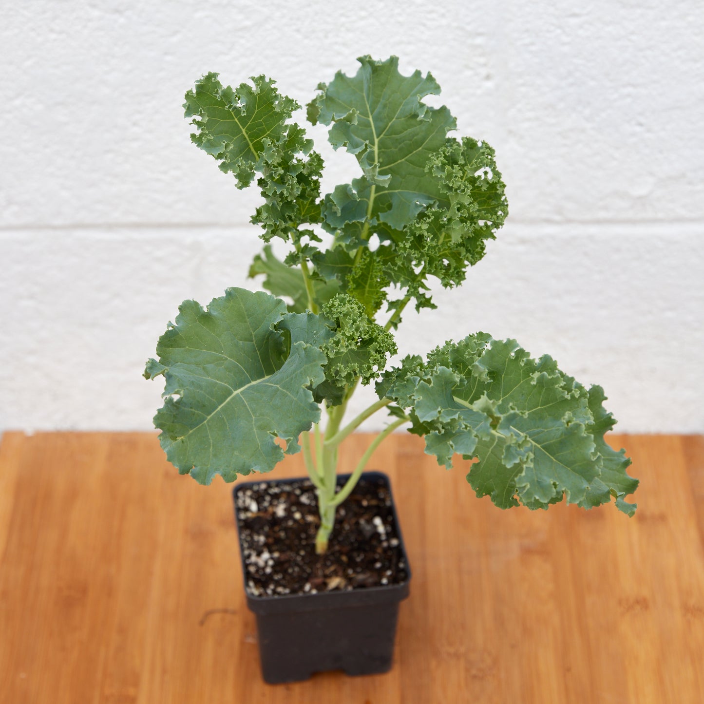 Curly Kale