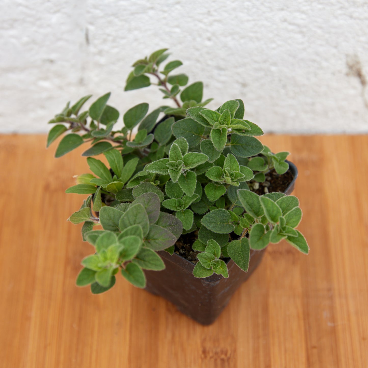 Oregano