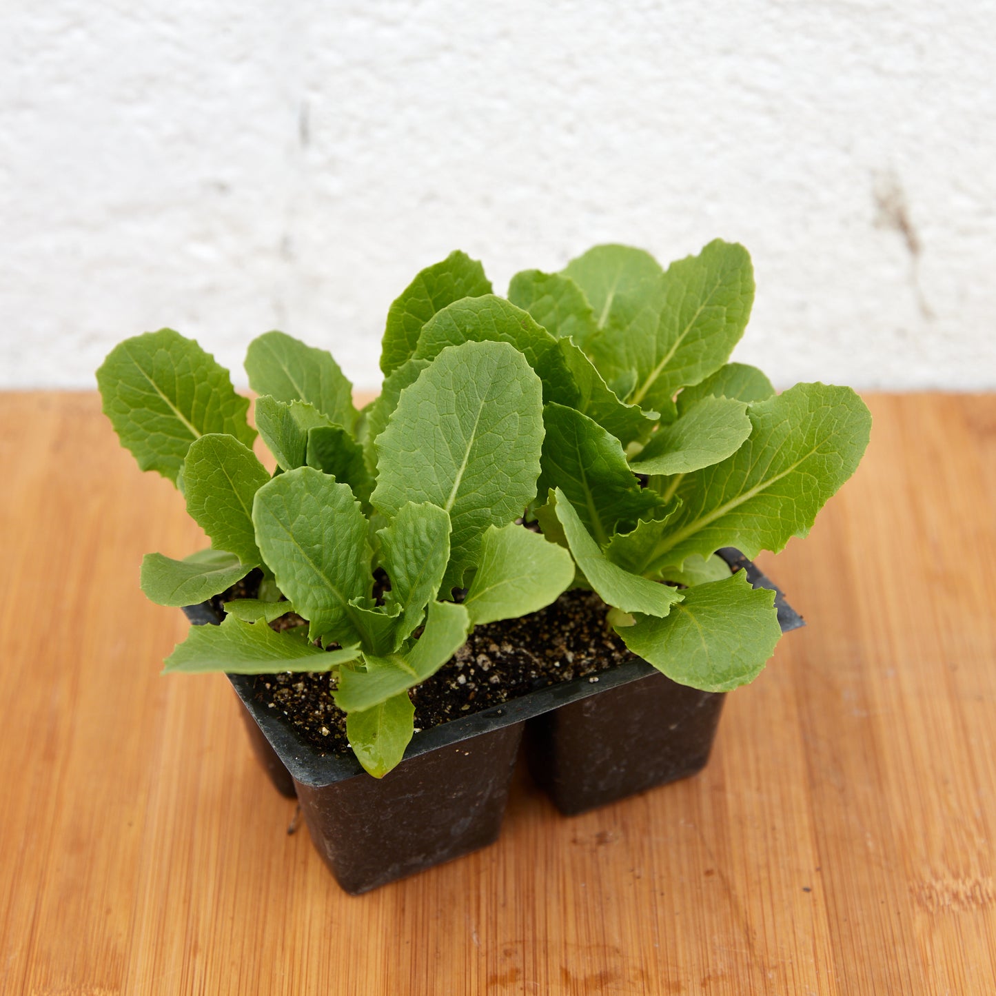 Romaine Lettuce