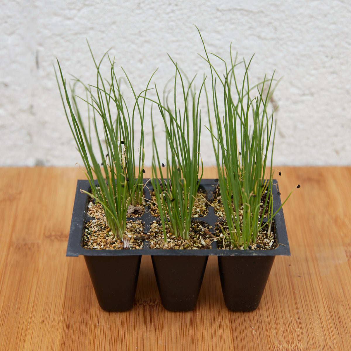 Scallions