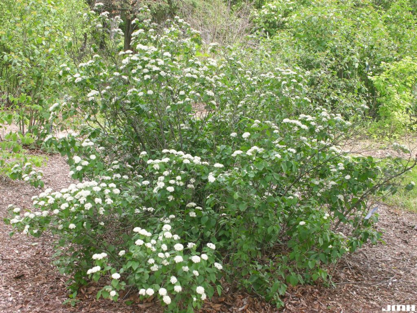 Arrowwood Viburnum