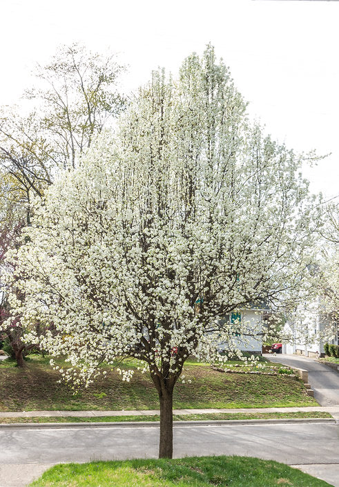 American Plum