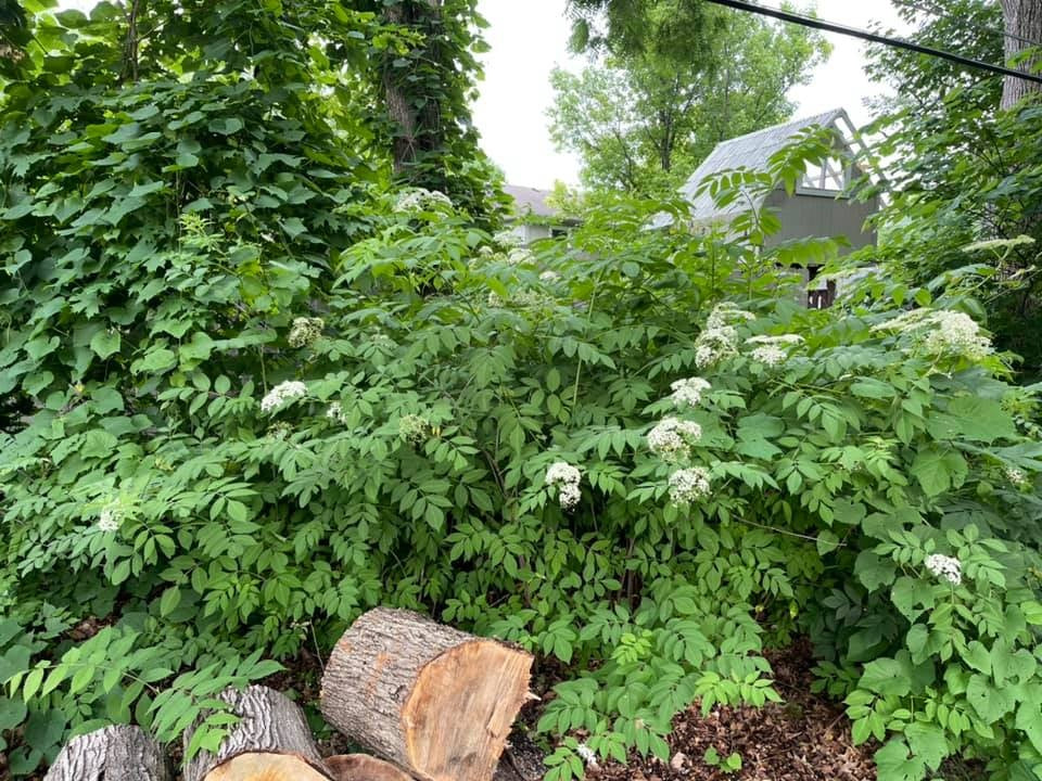 Elderberry