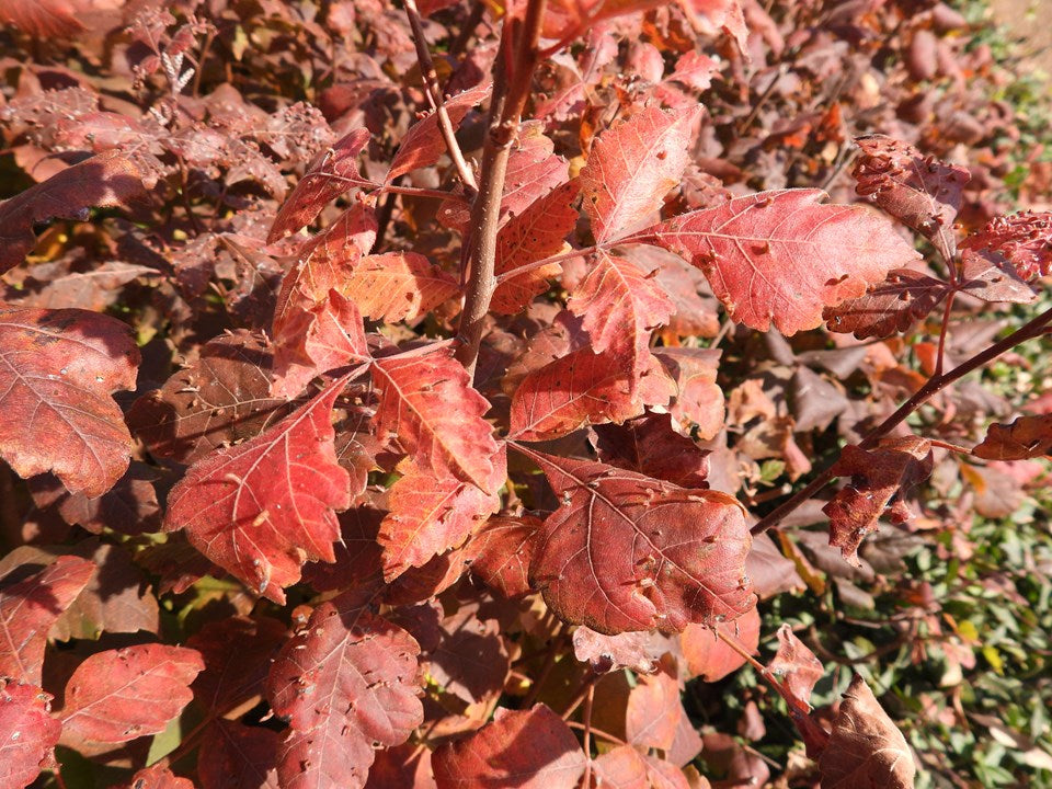Fragrant Sumac