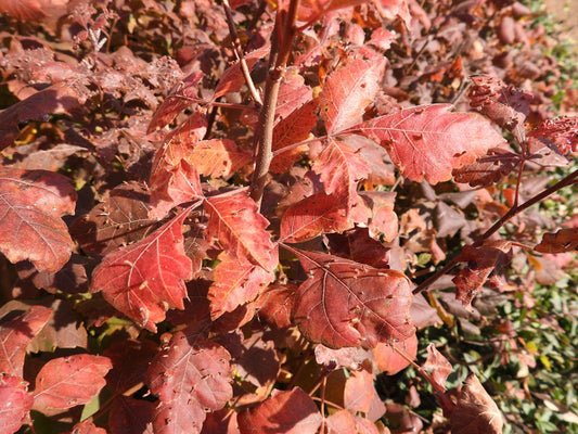 Fragrant Sumac