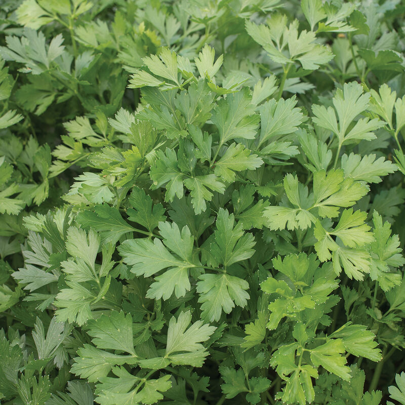 Parsley, Flat-leaf Italian