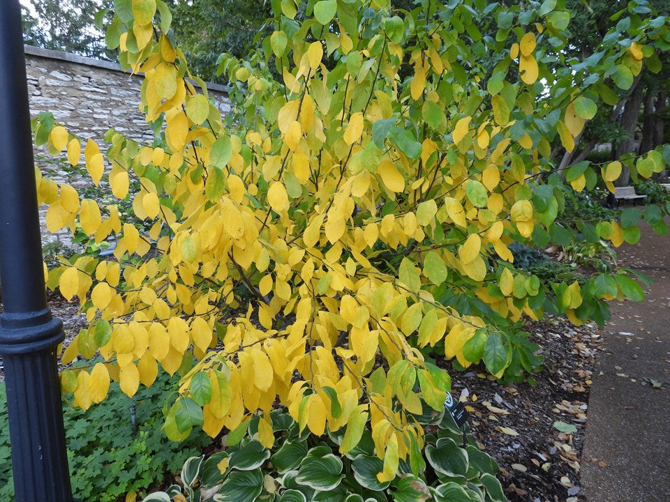 Spicebush