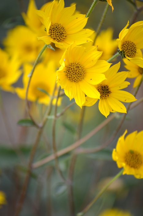 Western Sunflower (Helianthus Occidentalis)