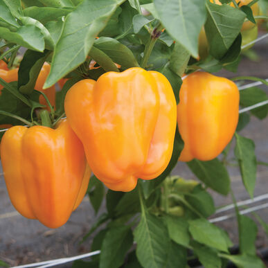 Sweet Pepper, "Flavorburst"