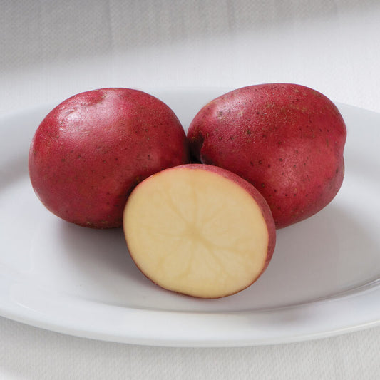 Seed Potato - Dark Red Norland, 1 lb.