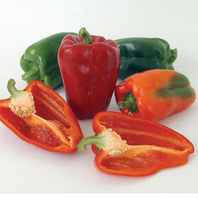 Sweet pepper, "New Ace"