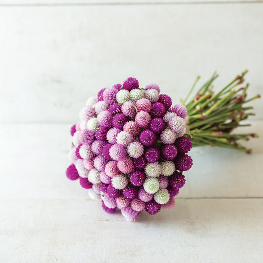 Gomphrena