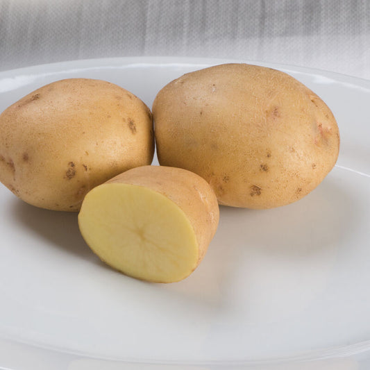 Seed Potato - Yukon Gold, 1 lb.