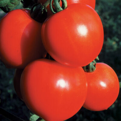 Slicing Tomato - New Girl