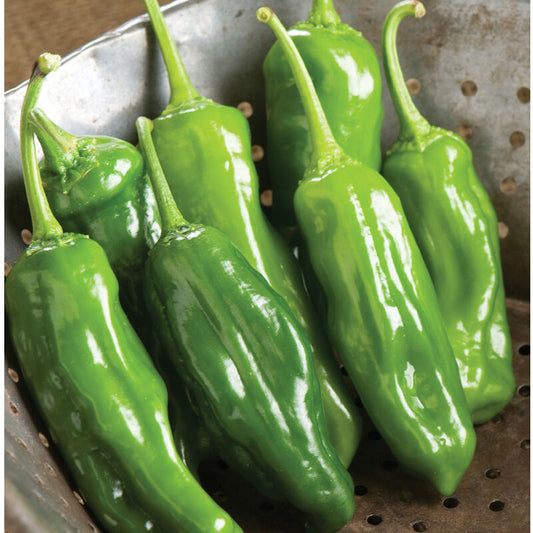 Shishito Pepper