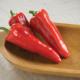 Sweet Pepper, "Carmen"