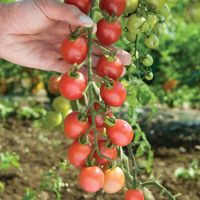 Cherry tomato - Sun Peach, 4" pot