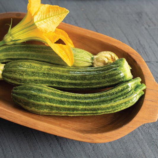 Zucchini, "Pantheon"