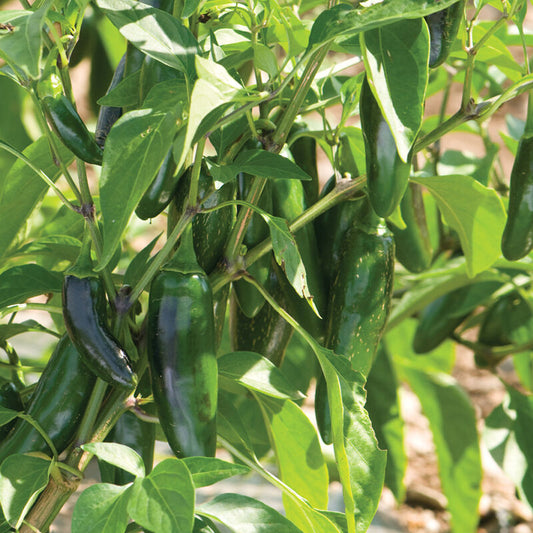 Hot pepper - Jalapeno