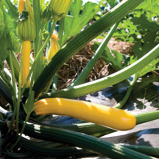 Zucchini, yellow
