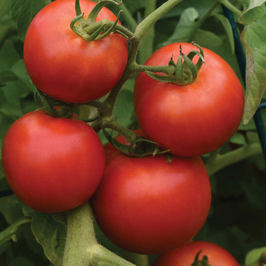 Early Girl Slicing Tomato