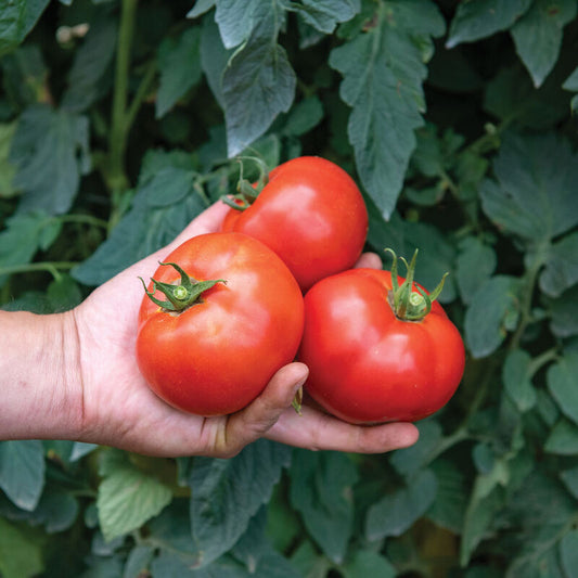 Slicing Tomato - Celebrity