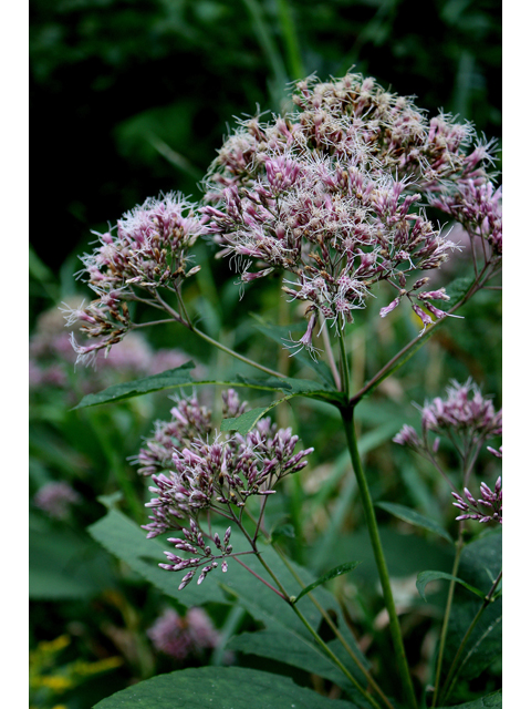 Sweet Joe Pye Weed (Eutrochium purpureum)