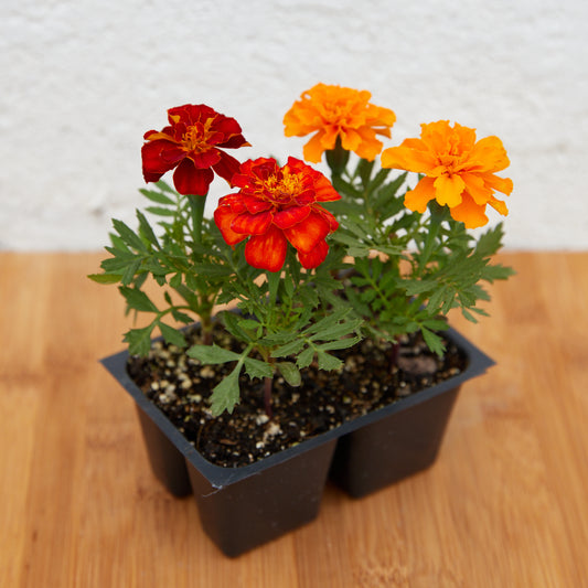 Marigold