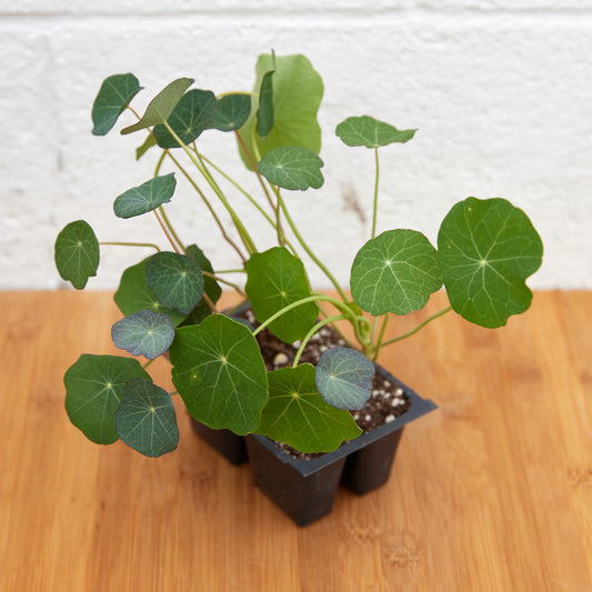 Nasturtiums, 4-pack