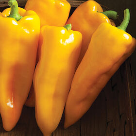Sweet pepper, "Escamillo"