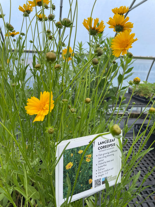 Lance Leaf Coreopsis (Coreopsis Lanceolata)